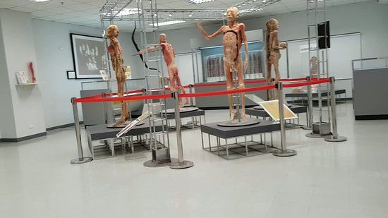 The Human Body Museum